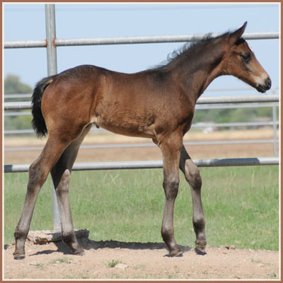 Cazador - Tradition *Pb*/Cara Bella colt