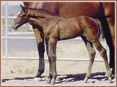 Bombay as a young foal