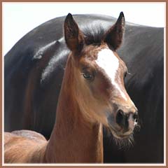 Another beautiful head shot of Calais