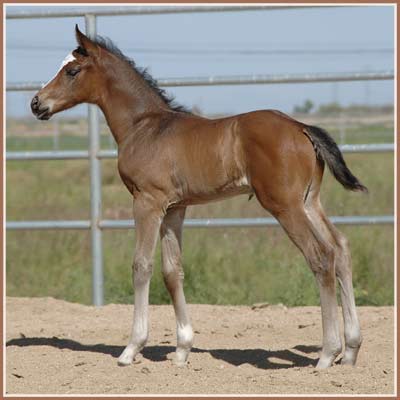 Cara Bella - Tolstoi Colt