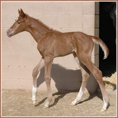 Cara Bella - Tolstoi Filly