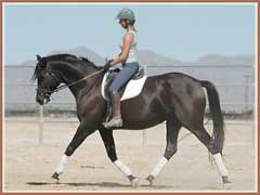 Cara Bella by Buddenbrock, ridden by Nadine Knuewer