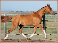 Trakehner gelding for sale by Apollo Sun