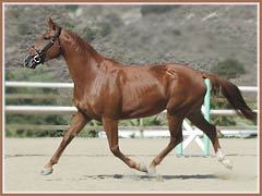 Hadley, OSB Trakehner mare by Kaspareit