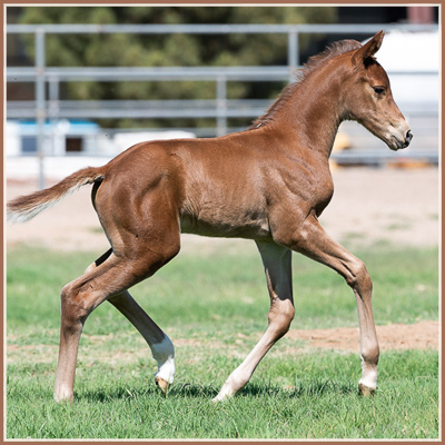 Havana - Barbarossa *Pb* Filly