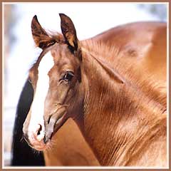 Horatio, Trakehner stallion prospect