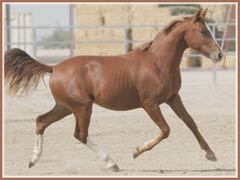 Horatio showing off his uphill trot at 18 months old