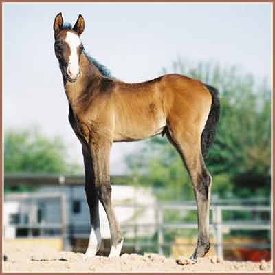 Kairo: Kalliste - Leonidas Colt