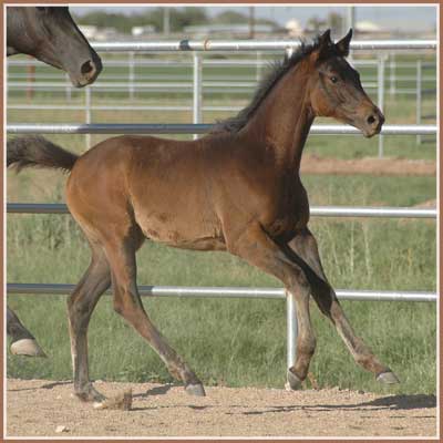 Kalua - EH Lehndorff's Filly