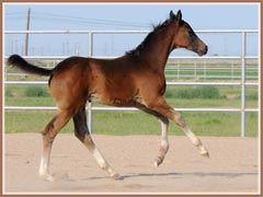 Kalua's 2009 colt by EH Lehndorff's, 2 months old!