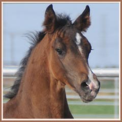 Kalua's 2009 colt by EH Lehndorff's, 2 months old!