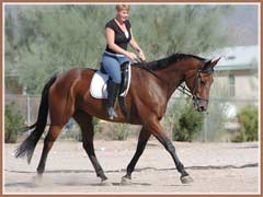 Linnea by Graditz, ridden by Aerron Smith