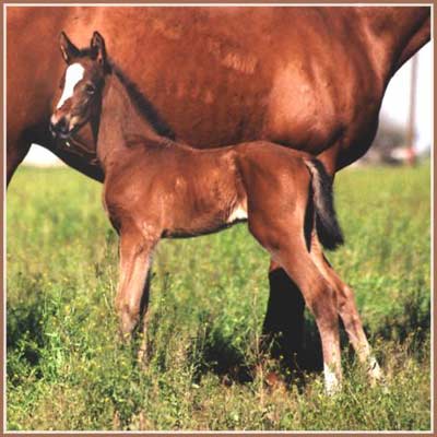 Prada: Padua Go - Askar AA Filly