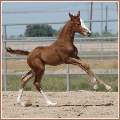 Padua - Aul Magic Colt