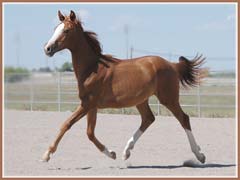 Paladin, Trakehner gelding by Aul Magic