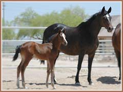 Persephone by Maifeuer, with her 2006 filly by Bel Espace Go