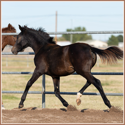 Poppy - E.H. Buddenbrock Filly