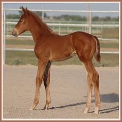 Reika's 2008 filly by E.H. Lehndorff's