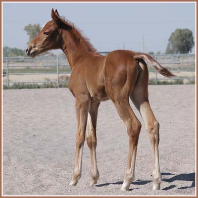 Reika - EH Lehndorff's Filly