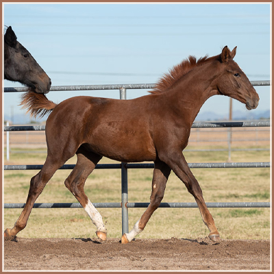 Resonance - Apollo Sun Colt