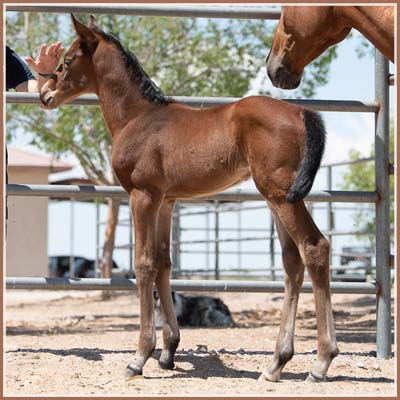 Padua - Sonset's Sieger colt