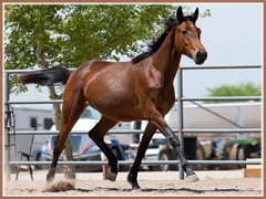 Trakehner colt for sale by Apollo Sun