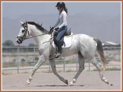 Santiago, beginning under saddle work, ridden by Kailee Surplus