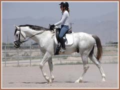 Santiago, beginning under saddle work, ridden by Kailee Surplus