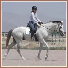 Santiago, beginning under saddle work, ridden by Kailee Surplus