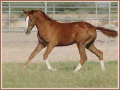 Scarlet by Grand Prix dressage stallion Oskar II, September 2008