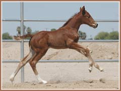 Sidney's 2006 filly by Bel Espace Go, 15 days