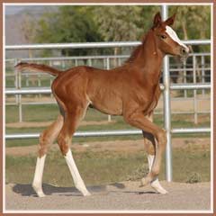 Sidney's 2008 filly by Oskar II