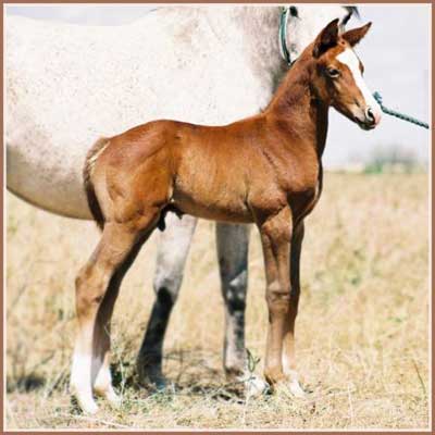 Santiago: Sidney - Kostolany Colt