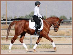 Solana, November 2010, ridden by Kailee Surplus