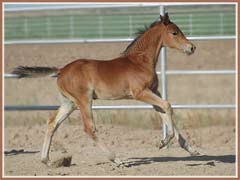 Talara by Bel Espace, 6 weeks old