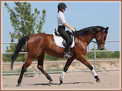 Talara by Bel Espace Go, ridden by Kailee Surplus, July 2010