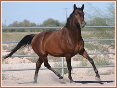 Tejon, Trakehner gelding by Tanzeln