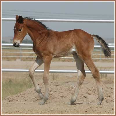 Tropenperle x Bel Espace Go filly at 14 days