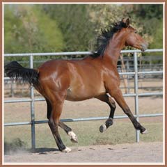 Vigo showing his uphill canter, May 2008, 13 months