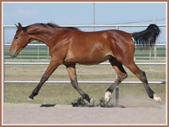 Vigo showing off his expressive trot, May 2008, 13 months