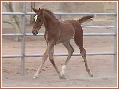 Beautiful trot!