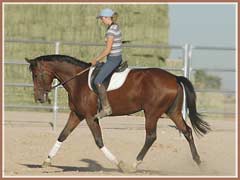 Voila, Trakehner filly by Enrico Caruso